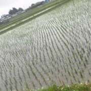 ヒメ日記 2026/05/24 22:05 投稿 風鈴-ふうり- 人妻倶楽部 花椿大崎店