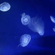 ヒメ日記 2026/10/05 18:11 投稿 あいり 神田はっち