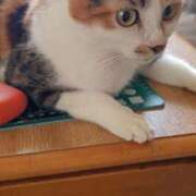ヒメ日記 2026/07/01 12:51 投稿 まいこ 即アポマダム～名古屋店～