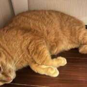 ヒメ日記 2026/05/30 22:02 投稿 ヒビキ OLの品格 クラブアッシュ