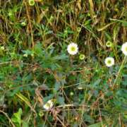 ヒメ日記 2026/05/21 21:59 投稿 小泉 HERMINE-エルミネ-