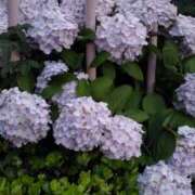 ヒメ日記 2026/06/23 20:29 投稿 小泉 HERMINE-エルミネ-