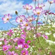 ヒメ日記 2026/09/24 12:37 投稿 小泉 HERMINE-エルミネ-