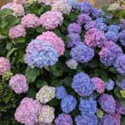 ヒメ日記 2026/06/01 06:36 投稿 すず 大宮おかあさん