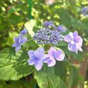 ヒメ日記 2026/06/09 13:23 投稿 みおり 一力茶屋