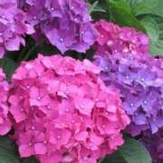 ヒメ日記 2026/06/01 08:01 投稿 じゅんな 錦糸町人妻セレブリティ（ユメオト）
