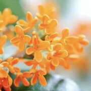 ヒメ日記 2026/10/15 10:02 投稿 じゅんな 錦糸町人妻セレブリティ（ユメオト）