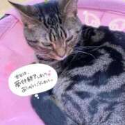 ヒメ日記 2026/08/22 15:50 投稿 りん 京都出張メンズエステChou Chou（シュシュ)