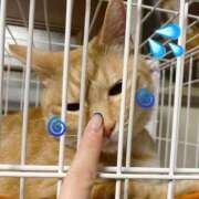 ヒメ日記 2026/08/28 11:06 投稿 りん 京都出張メンズエステChou Chou（シュシュ)