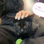 ヒメ日記 2026/09/12 10:50 投稿 りん 京都出張メンズエステChou Chou（シュシュ)
