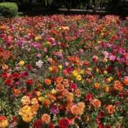 ヒメ日記 2026/05/31 06:50 投稿 ななえ もしも素敵な妻が指輪をはずしたら・・・