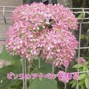 ヒメ日記 2026/06/07 15:47 投稿 藤崎千絵 五十路マダム 博多店