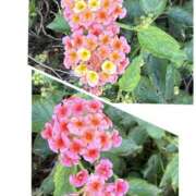 ヒメ日記 2026/06/11 23:07 投稿 藤崎千絵 五十路マダム 博多店