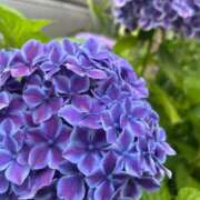 ヒメ日記 2026/07/13 16:12 投稿 瀬名　さやか 雅(みやび)