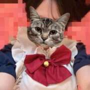 みと これは寝転んでるだけ 2980円（にゃんきゅっぱ）