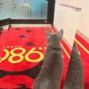 ヒメ日記 2026/09/16 18:36 投稿 みと 2980円（にゃんきゅっぱ）
