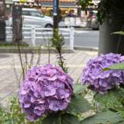 ヒメ日記 2026/06/09 15:03 投稿 こうめ 川崎三浦屋