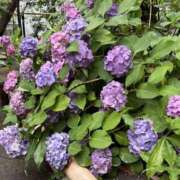 ヒメ日記 2026/06/24 09:35 投稿 こうめ 川崎三浦屋