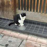 こうめ 出勤しました🐈‍⬛ 川崎三浦屋