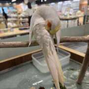 ヒメ日記 2026/09/10 10:27 投稿 こうめ 川崎三浦屋