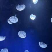 ヒメ日記 2026/08/16 13:47 投稿 ここ☆幼い顔立ちにメロメロ♪ 妹系イメージSOAP萌えフードル学園 大宮本校