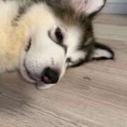 ヒメ日記 2026/09/06 12:00 投稿 かん ふわふわコレクション川越店