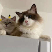 ヒメ日記 2026/10/26 22:50 投稿 かん ふわふわコレクション川越店