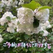 ヒメ日記 2026/05/25 15:18 投稿 和香（体験♪） マドンナSANSAIN