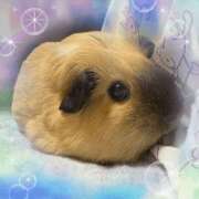 ヒメ日記 2026/05/26 15:03 投稿 かなた CCキャッツ