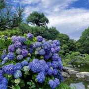 春／はる 紫陽花🌸 五反田アネージュ（ユメオト）