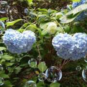 ヒメ日記 2026/06/11 07:43 投稿 秋元あさ美 TOKYO五十路マダムin池袋（カサブランカグループ）