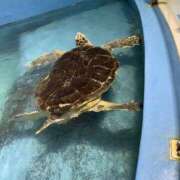 ヒメ日記 2026/06/01 20:38 投稿 ちはや 品川ミセスアロマ（ユメオト）