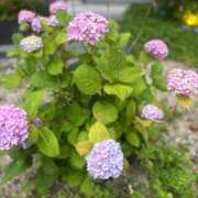 ヒメ日記 2026/06/10 13:41 投稿 ちまり☆超濡れドMパイパン じゃむじゃむ