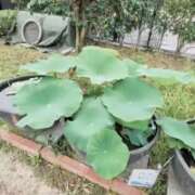 ヒメ日記 2026/06/01 14:14 投稿 えま 吉野ケ里人妻デリヘル 「デリ夫人」