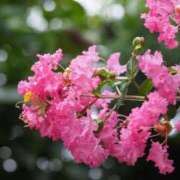 まなつ サルスベリ🌸 Fの法則