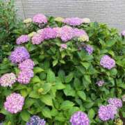ヒメ日記 2026/06/20 10:58 投稿 あいら モアグループ春日部人妻城