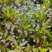 ヒメ日記 2026/07/08 09:00 投稿 すみれ 奥様の実話 梅田店