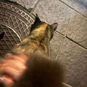 ヒメ日記 2026/07/14 17:17 投稿 ユキミ バニーコレクション秋田店