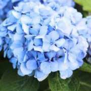 ヒメ日記 2026/06/09 22:01 投稿 花海 沙羽 CASA BIANCA（カーサ・ビアンカ）