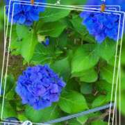 ヒメ日記 2026/06/13 21:02 投稿 西園寺【さいおんじ】 丸妻 西船橋店