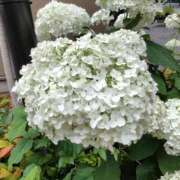 ヒメ日記 2026/06/05 10:28 投稿 明里（あかり） 丸妻 錦糸町店