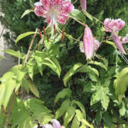 ヒメ日記 2026/08/07 08:04 投稿 うらら TSUBAKI（水戸）
