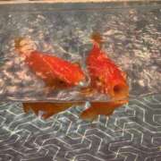ヒメ日記 2026/06/08 22:33 投稿 しずく 一力茶屋