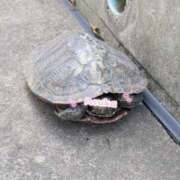 ヒメ日記 2026/07/12 07:15 投稿 あすか I♥KASUKABE(アイラブ春日部)