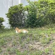 なつめ 🌟ご報告🌟 栃木宇都宮ちゃんこ