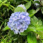 ヒメ日記 2026/07/06 17:18 投稿 鈴木　さな 未熟な人妻