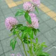 ヒメ日記 2026/07/02 17:20 投稿 宮瀬さら セカンドパートナー本店