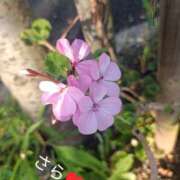 ヒメ日記 2026/07/09 11:35 投稿 宮瀬さら セカンドパートナー本店