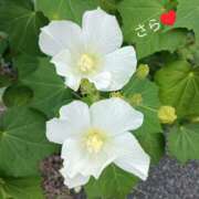 ヒメ日記 2026/08/11 09:05 投稿 宮瀬さら セカンドパートナー本店