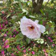 ヒメ日記 2026/06/14 11:23 投稿 しおり キスMy
